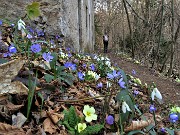 Monte Zucco ad anello ‘fiorito’ da S. Antonio via Sonzogno-26mar22 - FOTOGALLERY